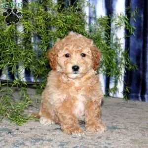 Kody, Bich-Poo Puppy