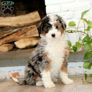 Kody, Mini Bernedoodle Puppy