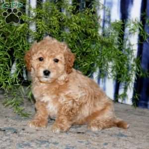 Kody, Bich-Poo Puppy