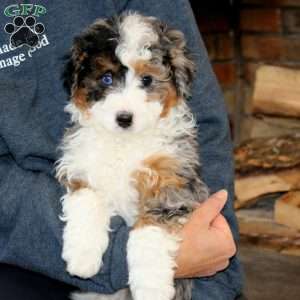 Kody, Mini Bernedoodle Puppy