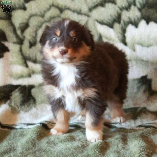 Koko, Australian Shepherd Puppy