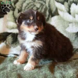 Koko, Australian Shepherd Puppy