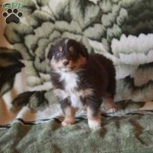 Koko, Australian Shepherd Puppy