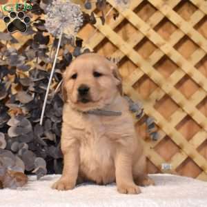 Kolby, Golden Retriever Puppy