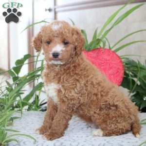 Kole, Mini Goldendoodle Puppy