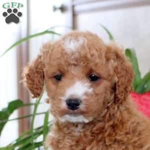 Kole, Mini Goldendoodle Puppy