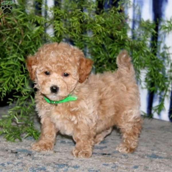 Kolton, Bich-Poo Puppy