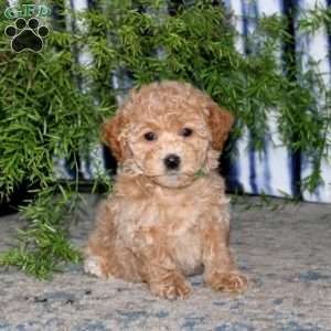 Kolton, Bich-Poo Puppy