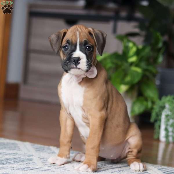 Kona, Boxer Puppy