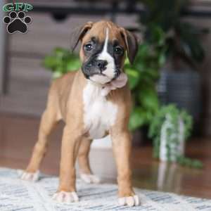 Kona, Boxer Puppy