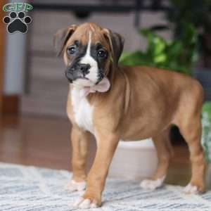 Kona, Boxer Puppy