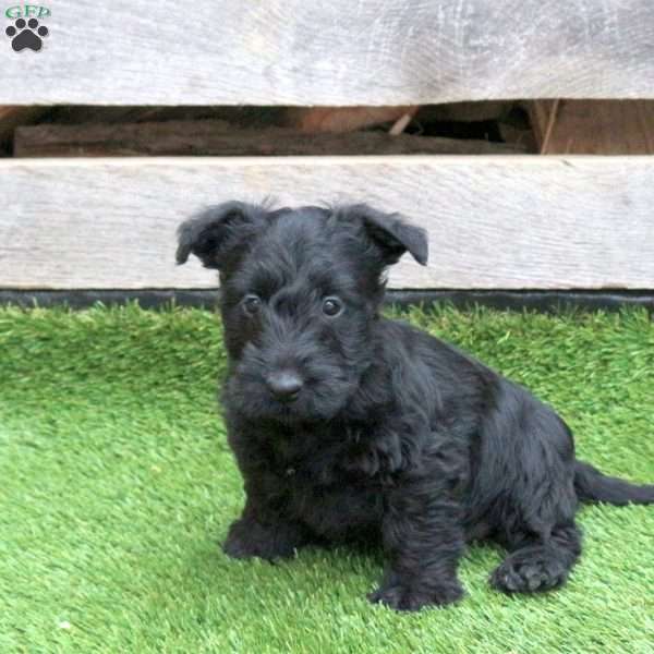 Kona, Scottish Terrier Puppy