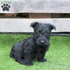 Kona, Scottish Terrier Puppy