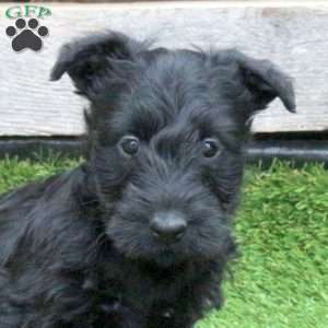 Kona, Scottish Terrier Puppy