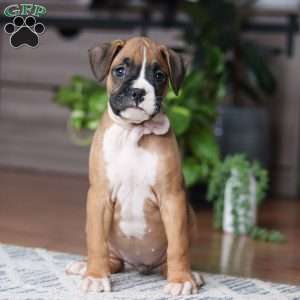 Kona, Boxer Puppy