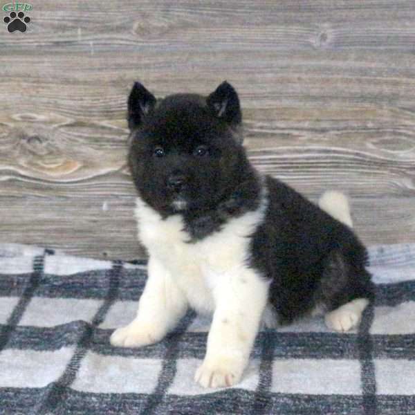 Kooper, Akita Puppy