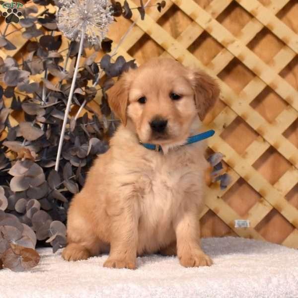 Kooper, Golden Retriever Puppy