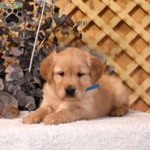 Kooper, Golden Retriever Puppy