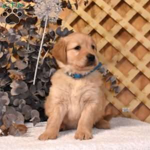 Kooper, Golden Retriever Puppy