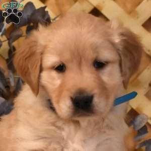 Kooper, Golden Retriever Puppy