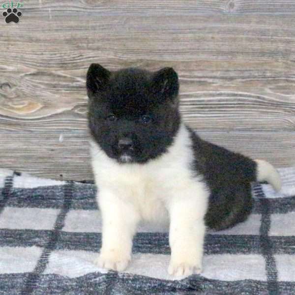Kourtney, Akita Puppy