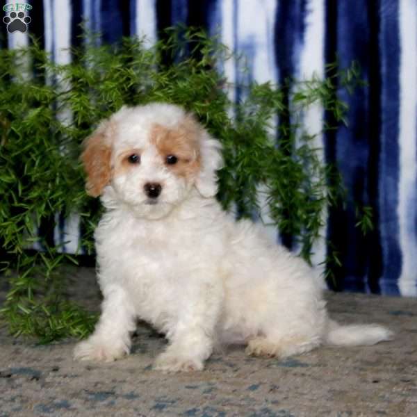 Krissy, Bich-Poo Puppy