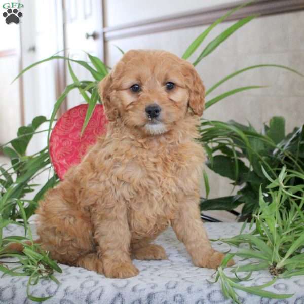 Kyle, Mini Goldendoodle Puppy