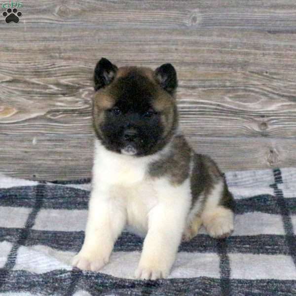 Kyle, Akita Puppy