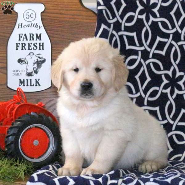 Kyle, Golden Retriever Puppy