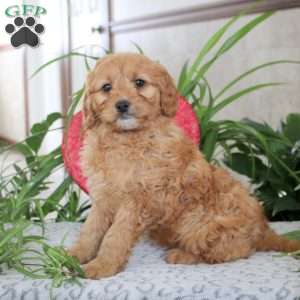Kyle, Mini Goldendoodle Puppy