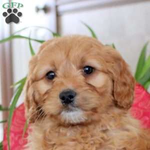 Kyle, Mini Goldendoodle Puppy