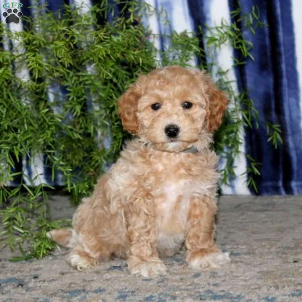 Kyle, Bich-Poo Puppy