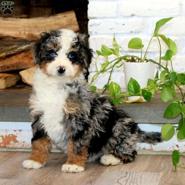 Kyle, Mini Bernedoodle Puppy