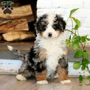 Kyle, Mini Bernedoodle Puppy