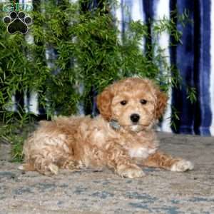 Kyle, Bich-Poo Puppy