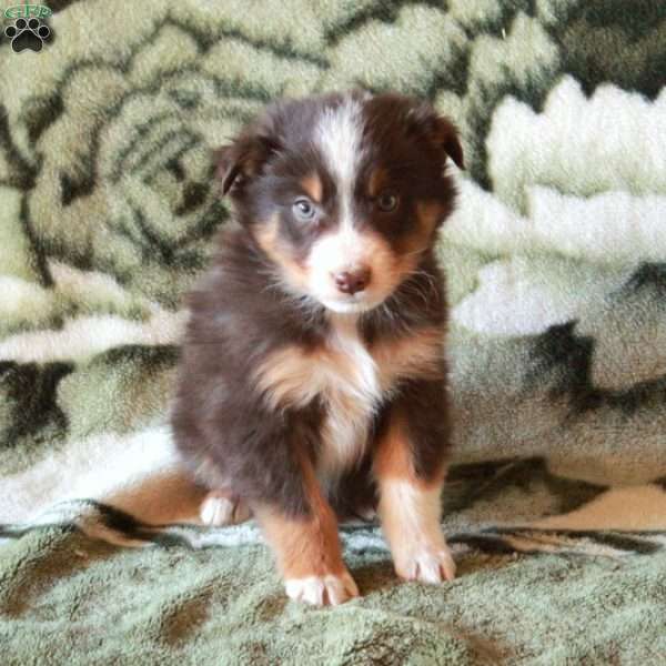 Kylo, Australian Shepherd Puppy