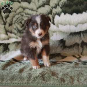 Kylo, Australian Shepherd Puppy