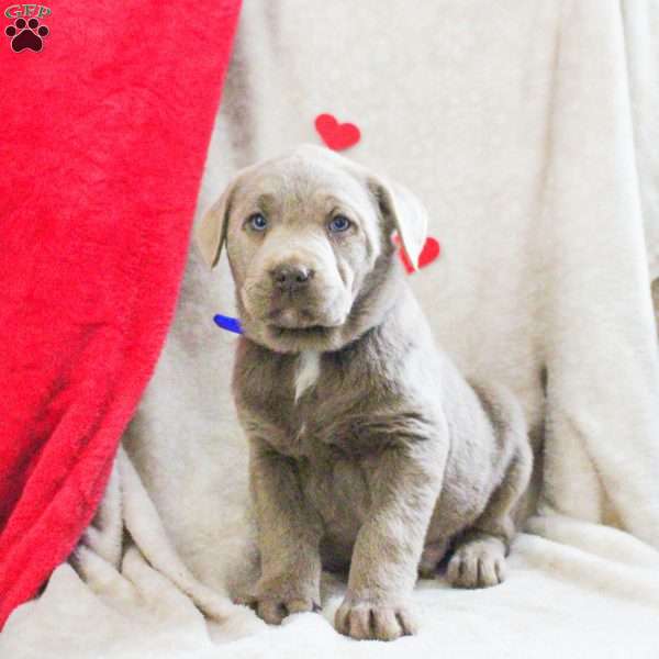 Lachlan, Silver Labrador Retriever Puppy