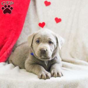 Lachlan, Silver Labrador Retriever Puppy