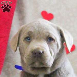 Lachlan, Silver Labrador Retriever Puppy