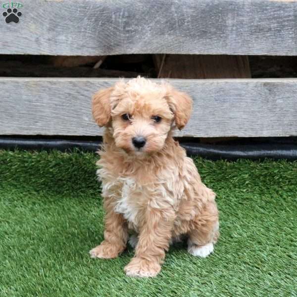 Lady, Mini Schnoodle Puppy