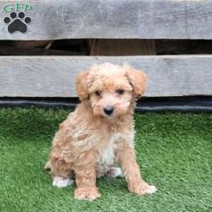 Lady, Mini Schnoodle Puppy