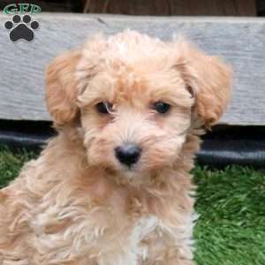 Lady, Mini Schnoodle Puppy