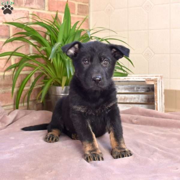 Laken, German Shepherd Puppy