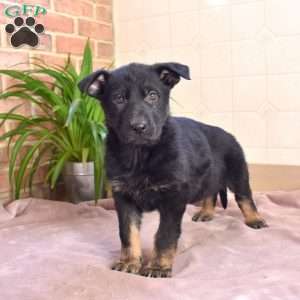 Laken, German Shepherd Puppy