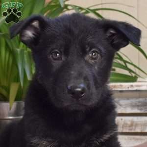 Laken, German Shepherd Puppy