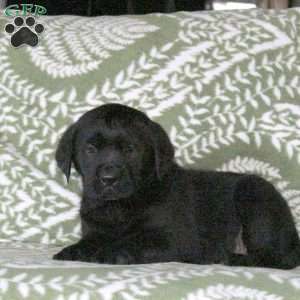 Lana, Golden Labrador Puppy