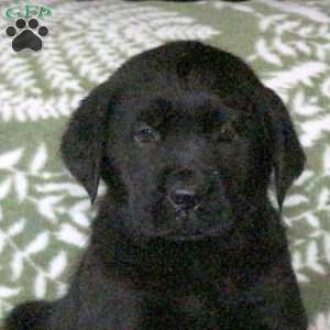 Lana, Golden Labrador Puppy