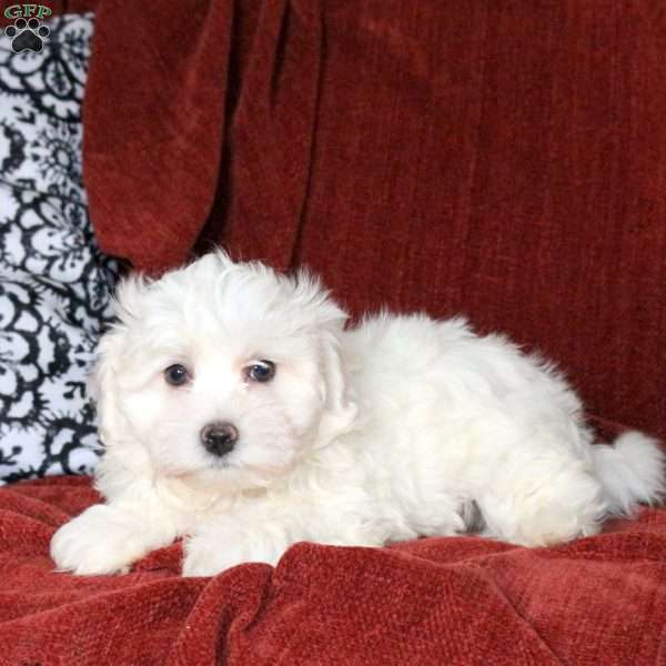 Landon, Maltichon Puppy