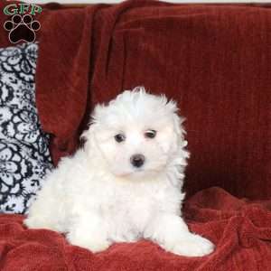 Landon, Maltichon Puppy